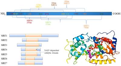 The dual role of sirtuins in cancer: biological functions and implications